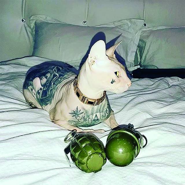 кот сфинкс тату