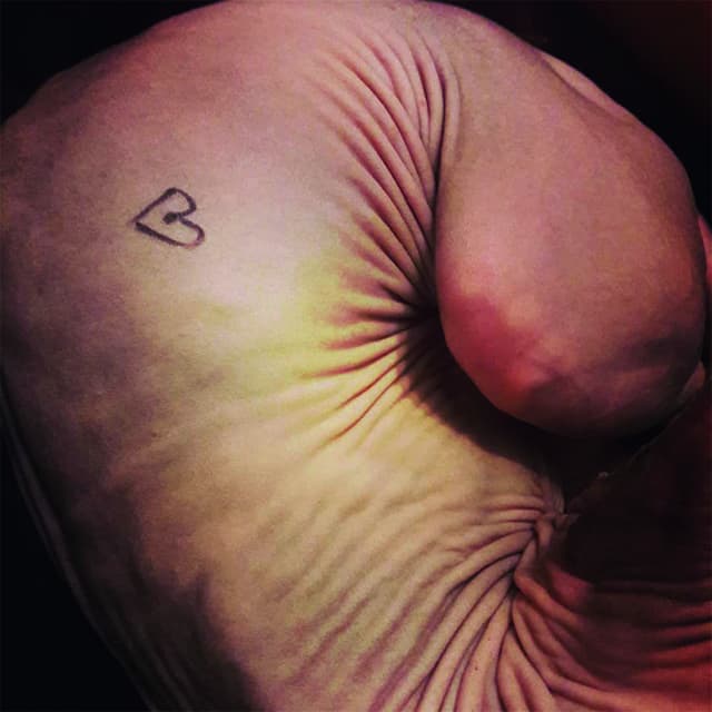 кот сфинкс тату сердечко