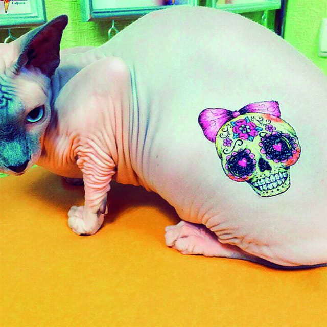 кошка сфинкс тату