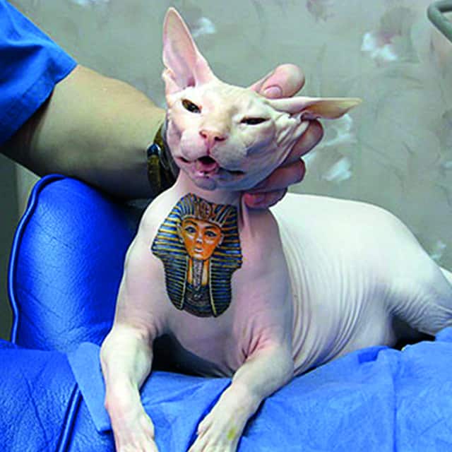кот сфинкс тату