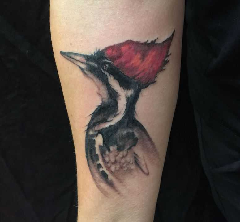 тату дятел цвет