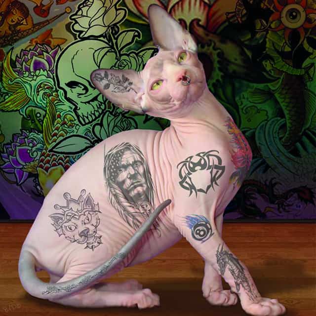 Татуированный сфинкс