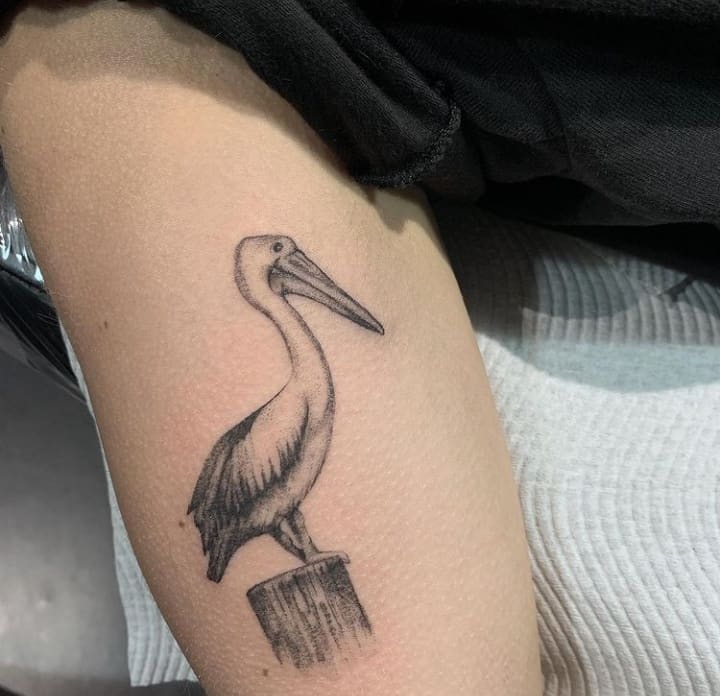 пеликан тату чб