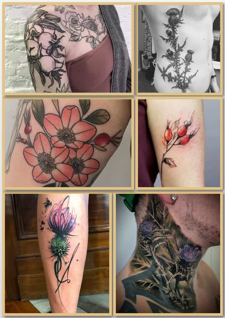 чертополох и шиповник тату