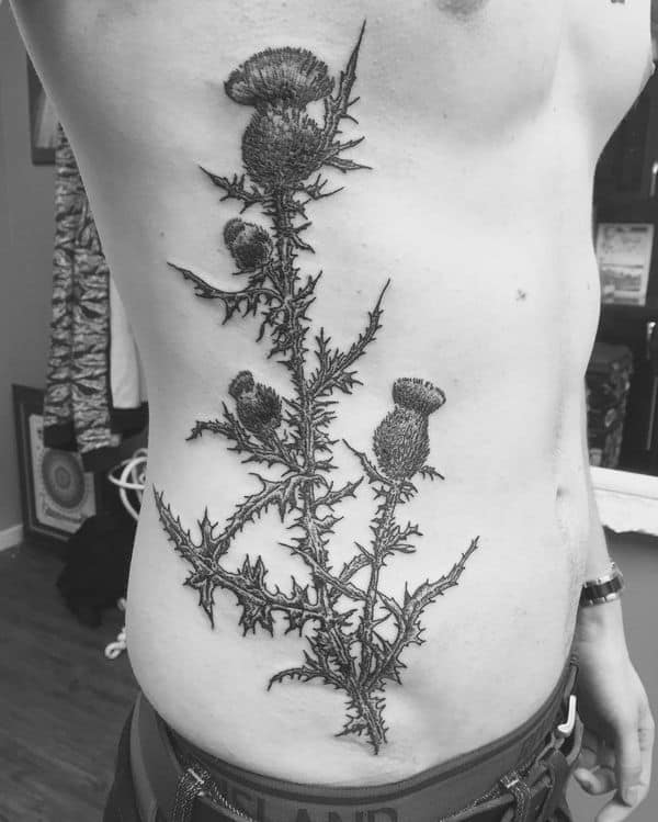 чертополох тату чб