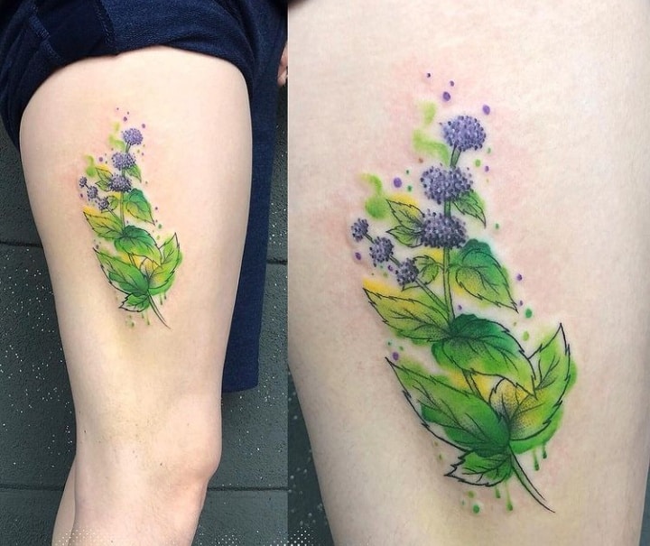 крапива мята тату цветное