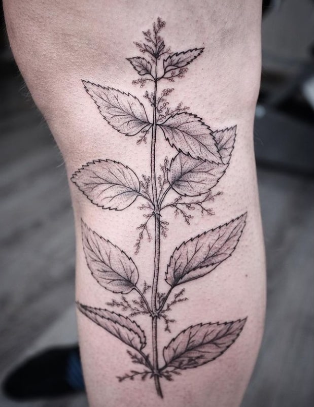 крапива тату чб