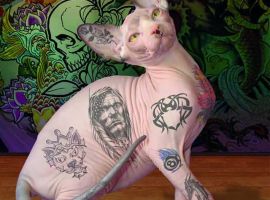 Татуированный сфинкс