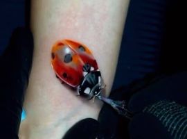 тату божья коровка