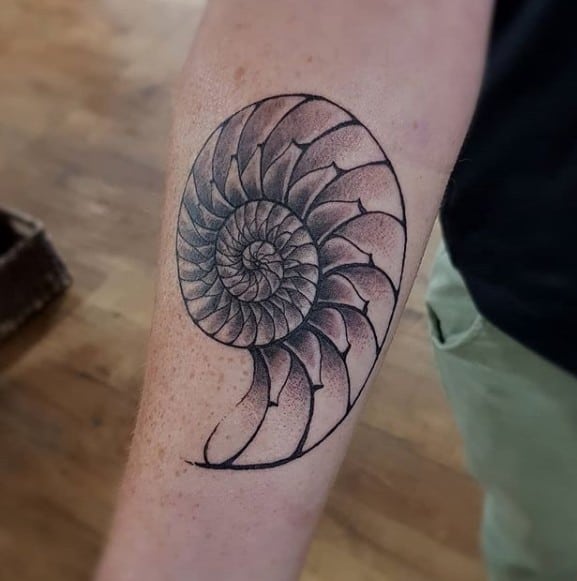 ракушка спираль тату